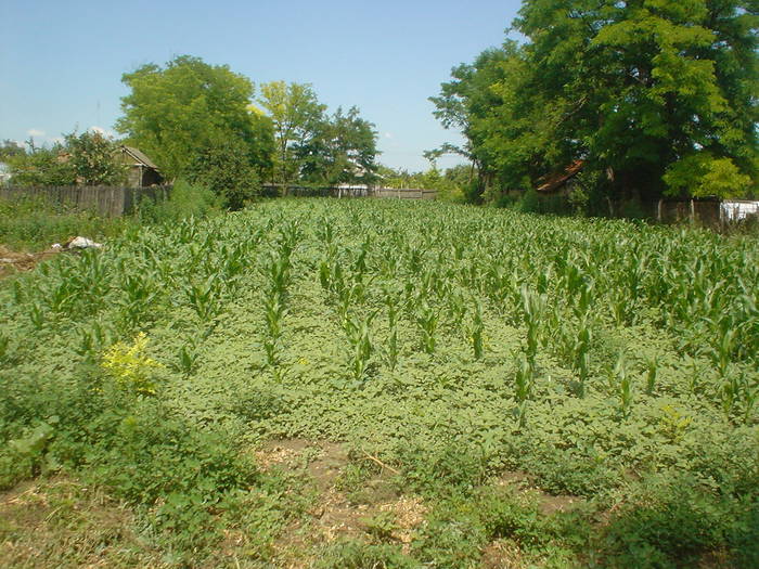 DSC01424 - gradina de la ferma