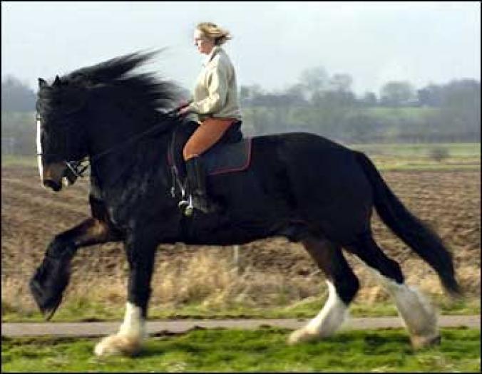 crackertallesthorse - animale