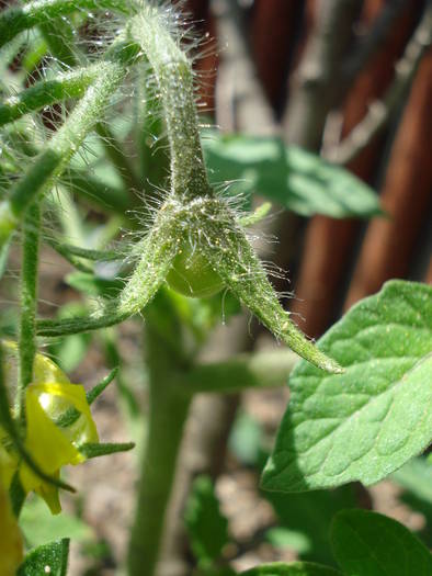 Tomato Gardeners Delight (2009, Jun.04) - Tomato Gardeners Delight