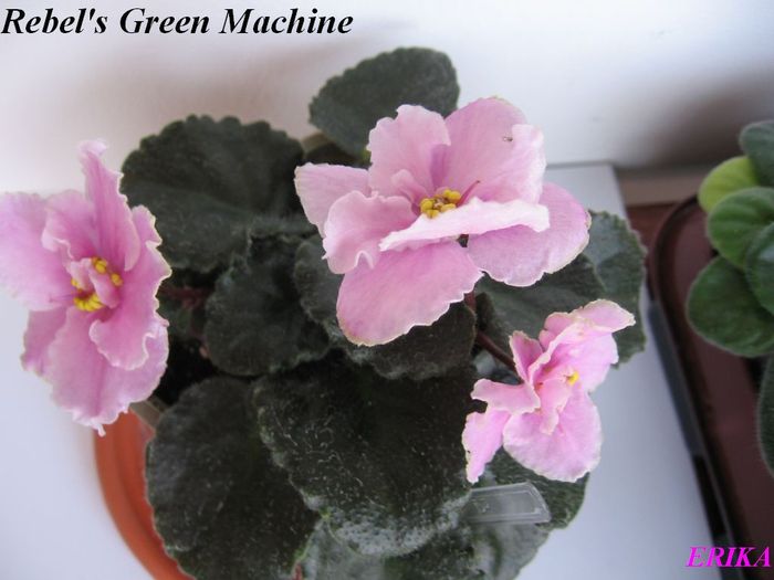 Rebel's Green Machine 2009 - Violete de colectie