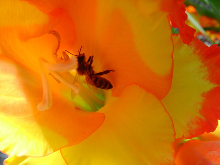 DSC01952 - gladiole