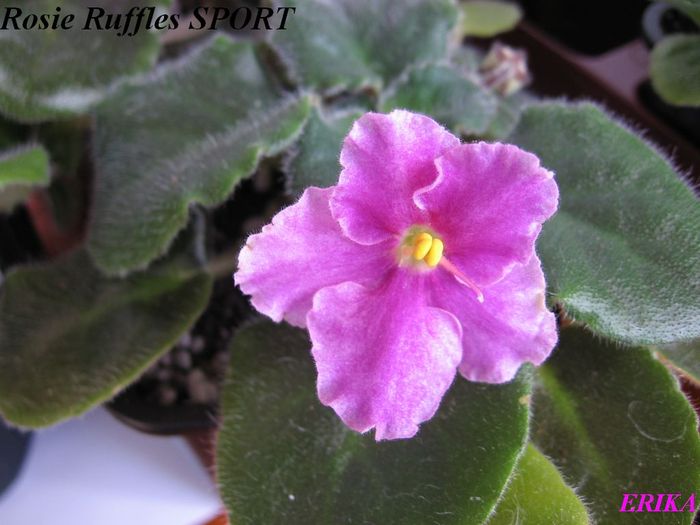 Rosie Ruffles SPORT 2009 maj 26 - Violete de colectie