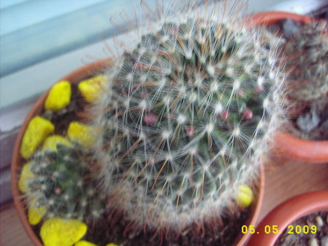 Mam Bocasana Roz - Mammillaria