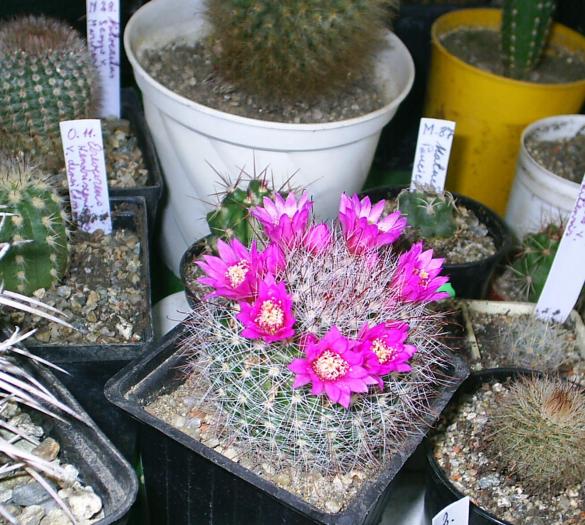 Mammillaria zeilmanniana