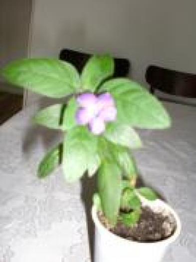 KJOEVPHTQVGTRSGKHHH - flori