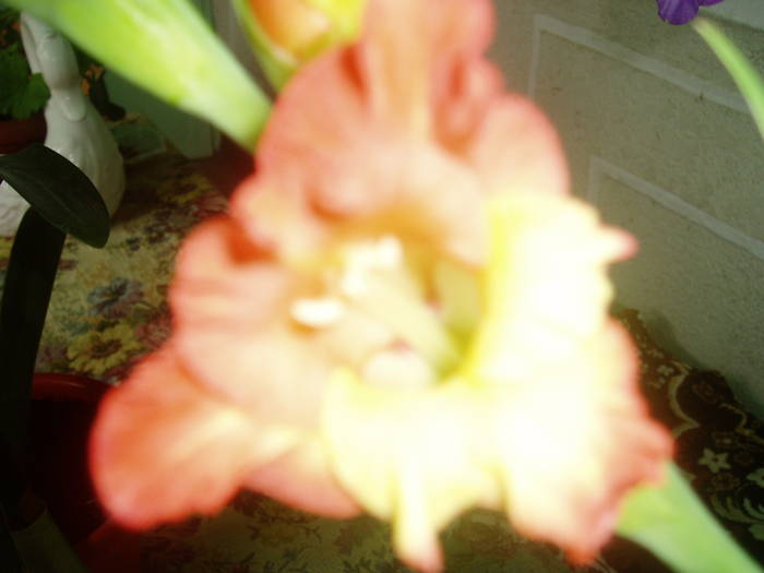 P1010210; gladiola
