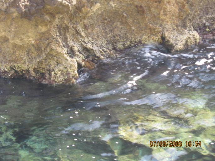 IMG_0553 - 2008 - corfu