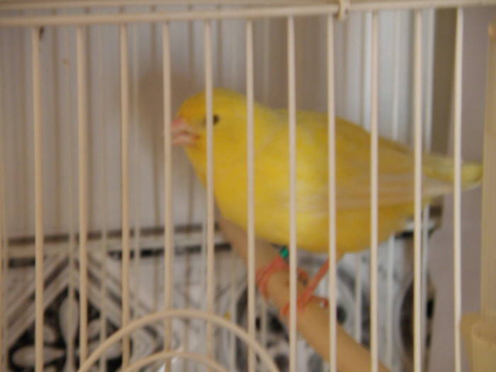 Picture 012 - canari