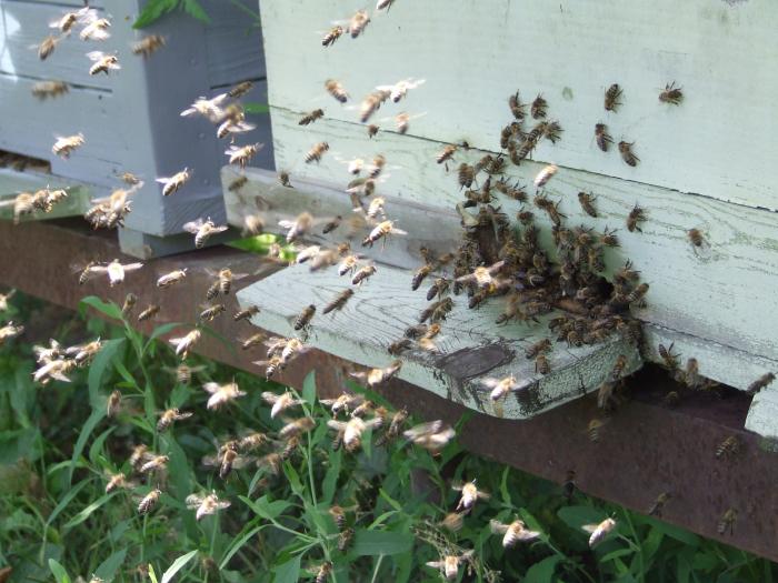 DSCF1162 - apicultura