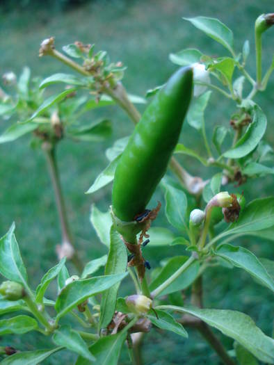 Green Chili Pepper (2009, June 23) - Ardei Iute Rosu_de la mama