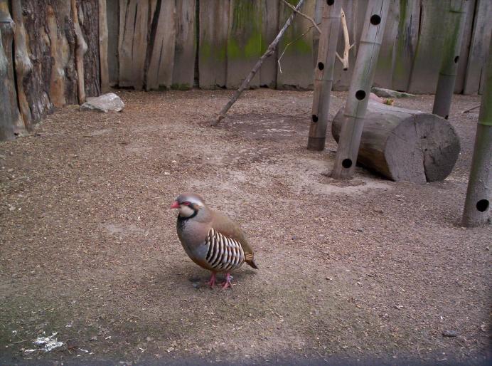 centrul papagali (120)