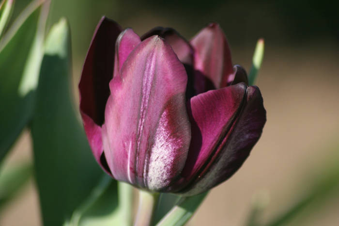 Attila - garden 2009