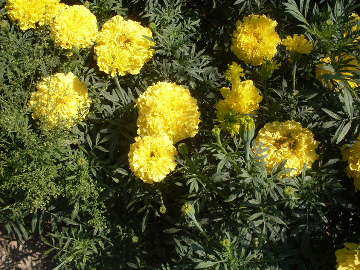 SDC10932 - Flori frumoase