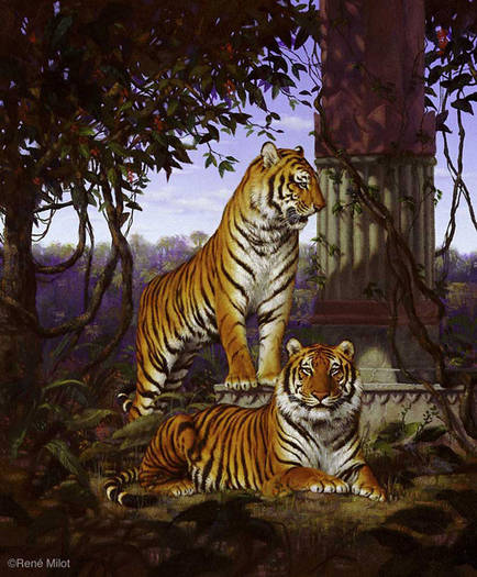 tigersz - Tigers