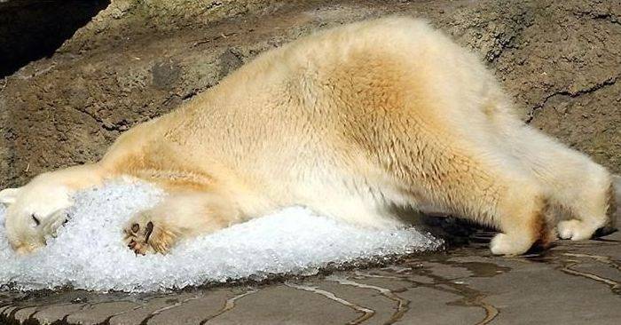urs polar - Animale Haioase