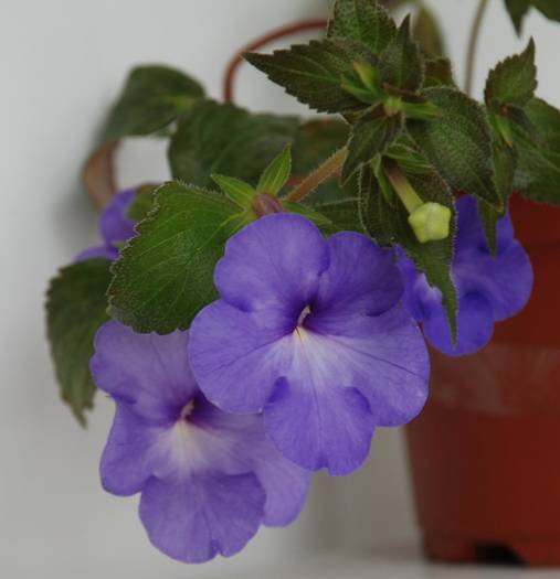 mexicana - achimenes