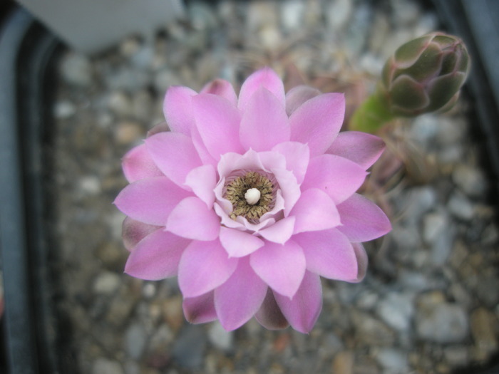 Gymnocalycium damsii - floare - Gymnocalycium