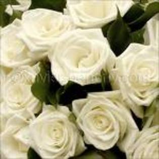 roza alba - Trandafiri albi