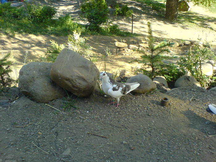 DSC01041 - poze 2009