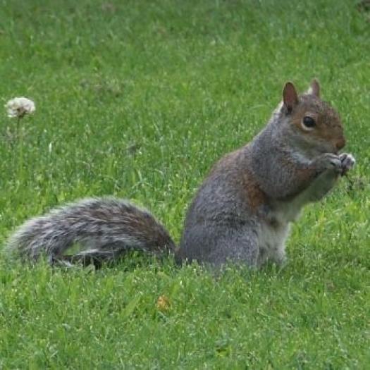 squirrel - poze animalutze