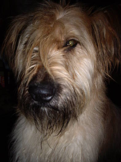 Briard - animalele familiei