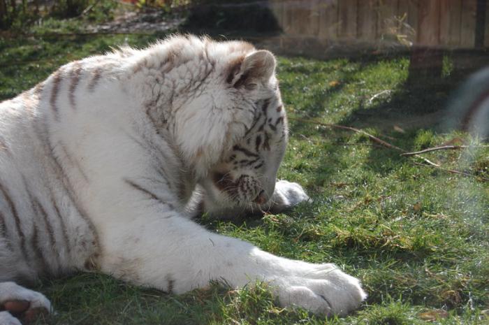 DSC_0164 - zoo amneville