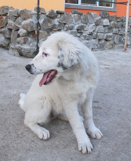 Ela - 20.11.2009 - Ela de Sapte Coline