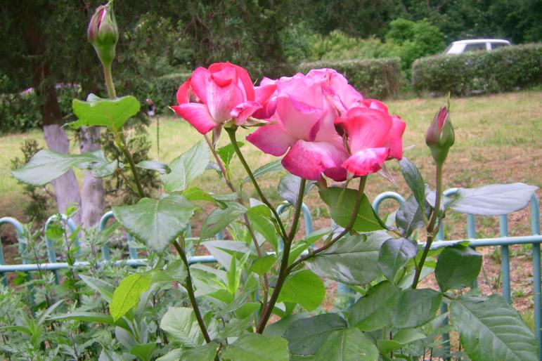 gradina 2008 033