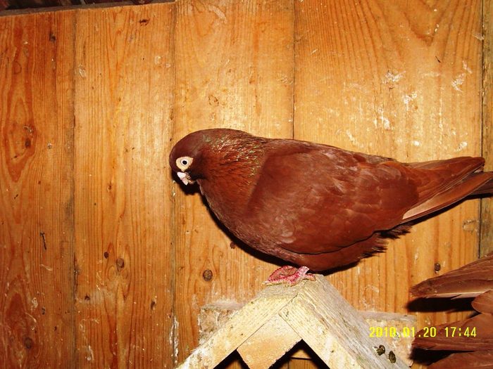 149 - jucatori de ardeal