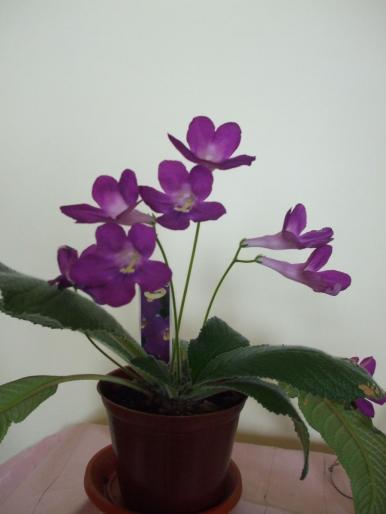 DSCF2738