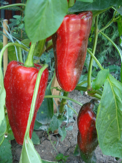 Nocera Rosso Pepper (2009, Sep.04)