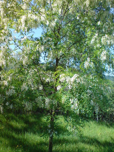 DSC01642