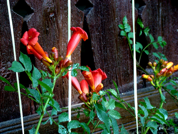 campis radicans_01