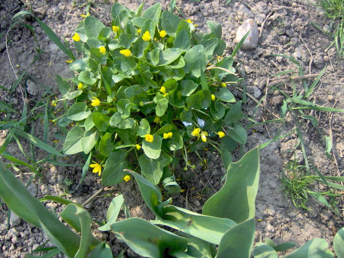 09.04.2009 001; salatica
