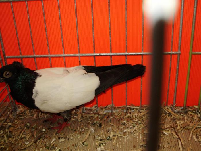 18307 bp.i tukros keringo 1 - 1505 partea 9a