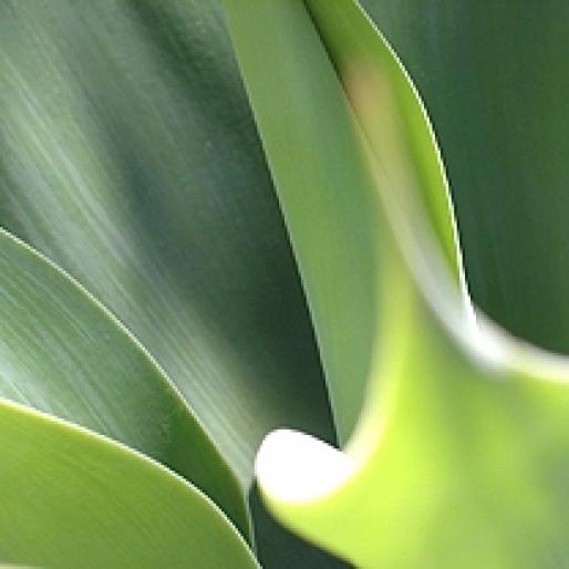 Leaves