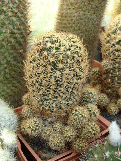 Lobivia densispina - Lobivia-Echinopsis