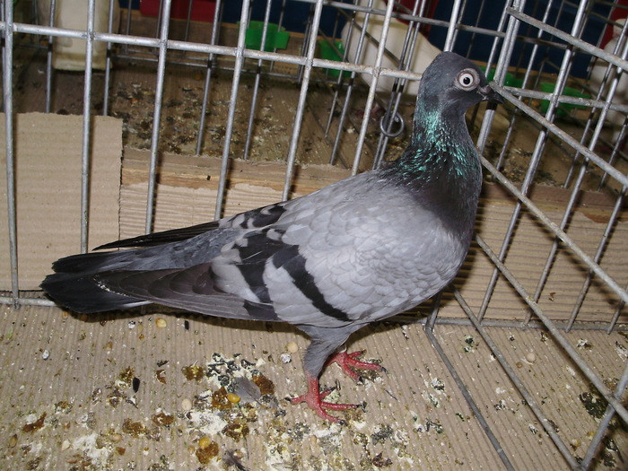 10604 wt 1 - 1507 partea 6a