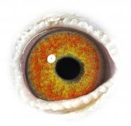 NRLKINVQRNVAIZLWCES - OCHII PORUMBEILOR