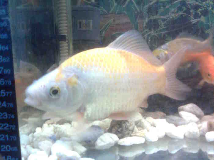 Image234; caras cometa 20 cm
