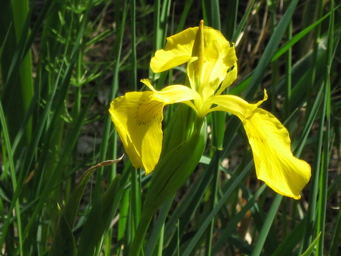 IMG_3431 - salcim I si II 2009