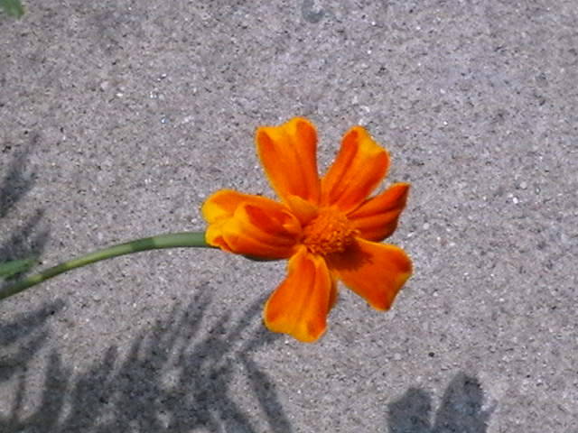 Picture 021