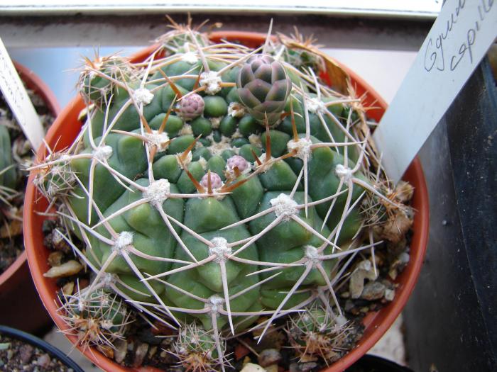 Gymnocalycium capillaense - Cactusi la Mangalia
