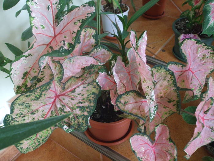 Picture 029 - caladium