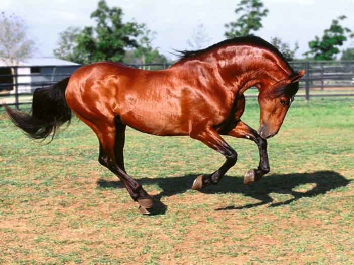 Dadivoso, Andalucian Stallion
