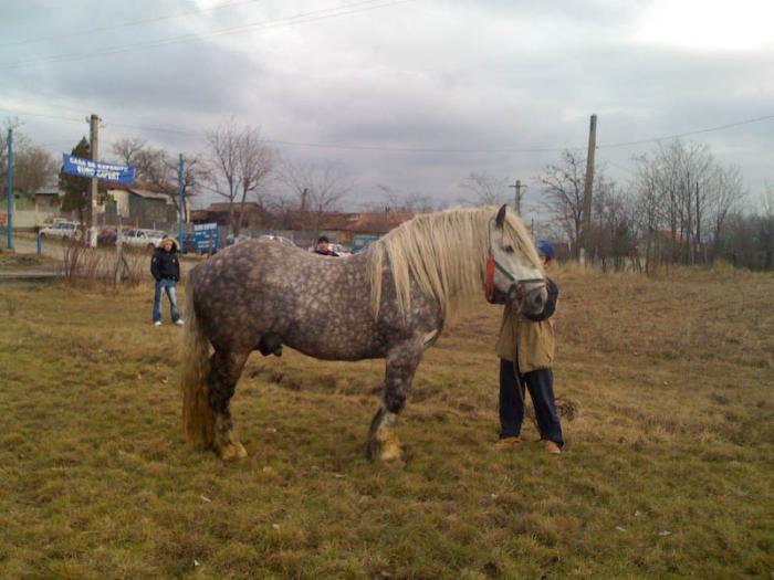 Percheron - Cai de rasa Percheron