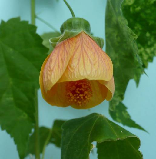 P1140683 - ABUTILONI