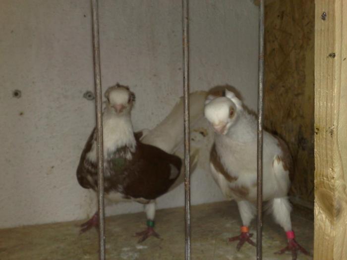 08112008319 - porumbei perechi masculi si femele