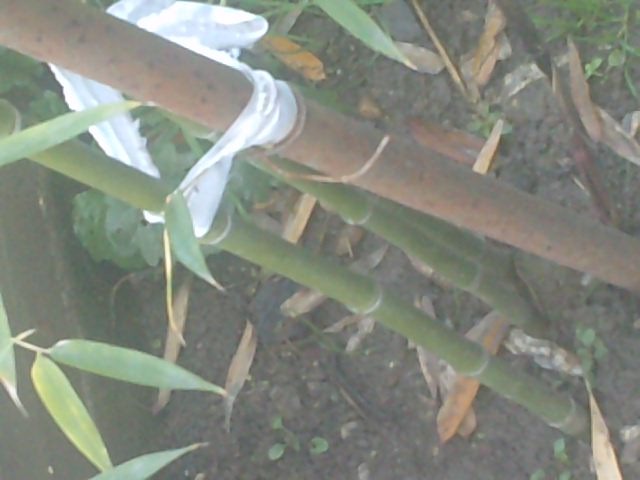 pui de bambus - bambus