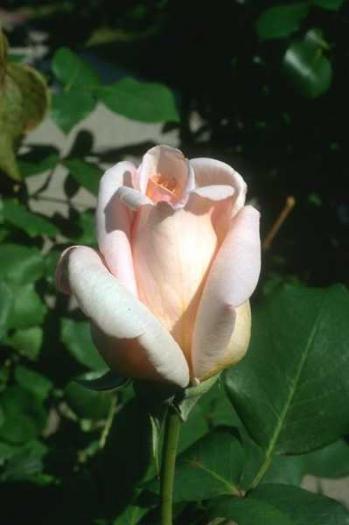 1118049L - poze flori